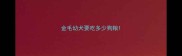金毛幼犬要吃多少狗粮