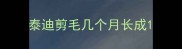泰迪剪毛几个月长成