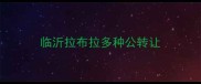 临沂拉布拉多种公转让