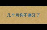 几个月狗不磨牙了