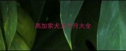 高加索犬五个月大全