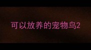 可以放养的宠物鸟