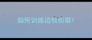 如何训练边牧衔取