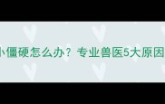 猫咪瞳孔缩小僵硬怎么办专业兽医5大原因及应对措施