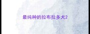 最纯种的拉布拉多犬
