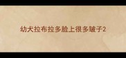 幼犬拉布拉多脸上很多皱子