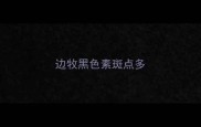 边牧黑色素斑点多