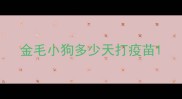 金毛小狗多少天打疫苗
