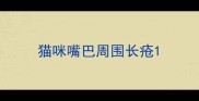 猫咪嘴巴周围长疮