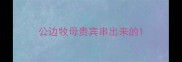 公边牧母贵宾串出来的