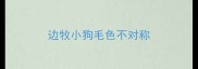 边牧小狗毛色不对称