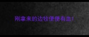 刚拿来的边牧便便有血