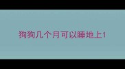 狗狗几个月可以睡地上