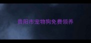 贵阳市宠物狗免费领养