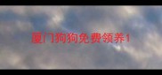 厦门狗狗免费领养