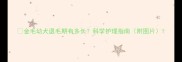 金毛幼犬退毛期有多长科学护理指南附图片