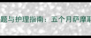幼犬换牙期常见问题与护理指南五个月萨摩耶乳牙脱落全过程
