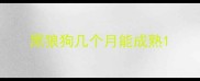 黑狼狗几个月能成熟
