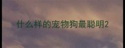 什么样的宠物狗最聪明