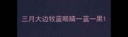三月大边牧蓝眼睛一蓝一黑